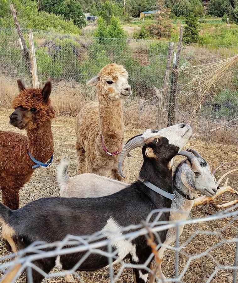 Taos Goji Farm & Eco-Lodge Retreat Arroyo Seco 外观 照片